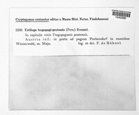 Ustilago tragopogi image